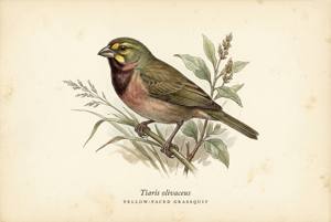 Yellow-faced Grassquit illustration