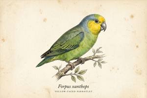 Yellow-faced Parrotlet illustration
