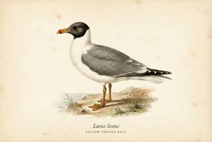 Yellow-footed Gull illustration
