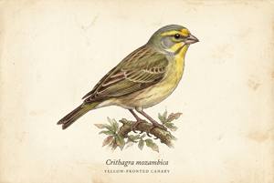 Yellow-fronted Canary illustration