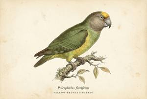 Yellow-fronted Parrot illustration