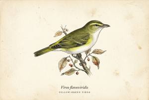 Yellow-green Vireo illustration