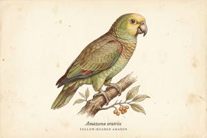 Yellow-headed Amazon illustration