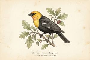 Yellow-headed Blackbird illustration