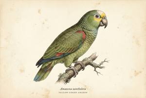 Yellow-lored Amazon illustration