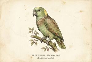 Yellow-naped Amazon illustration