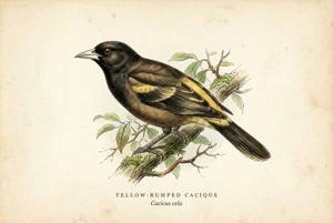 Yellow-rumped Cacique illustration