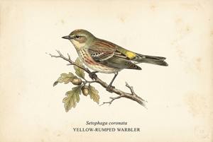 Yellow-rumped Warbler illustration
