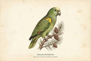 Yellow-shouldered Amazon illustration