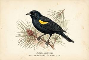 Yellow-shouldered Blackbird illustration