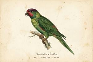 Yellow-streaked Lory illustration