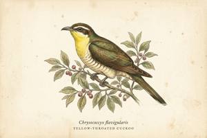 Yellow-throated Cuckoo illustration