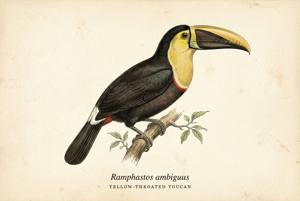 Yellow-throated Toucan illustration
