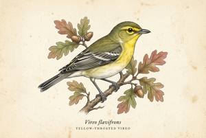 Yellow-throated Vireo illustration
