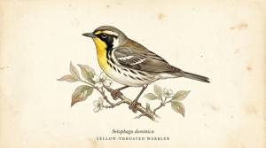 Yellow-throated Warbler illustration