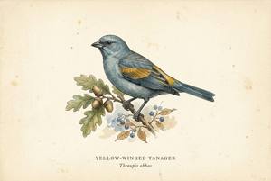 Yellow-winged Tanager illustration