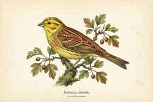 Yellowhammer illustration