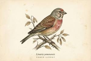 Yemen Linnet illustration