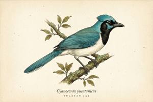 Yucatan Jay illustration