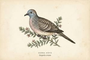 Zebra Dove illustration