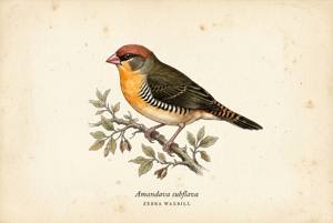 Zebra Waxbill illustration