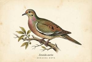 Zenaida Dove illustration