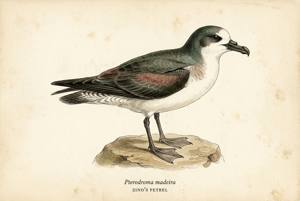 Zino's Petrel illustration