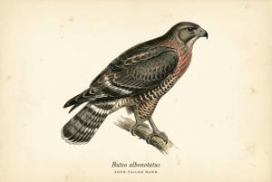 Zone-tailed Hawk illustration